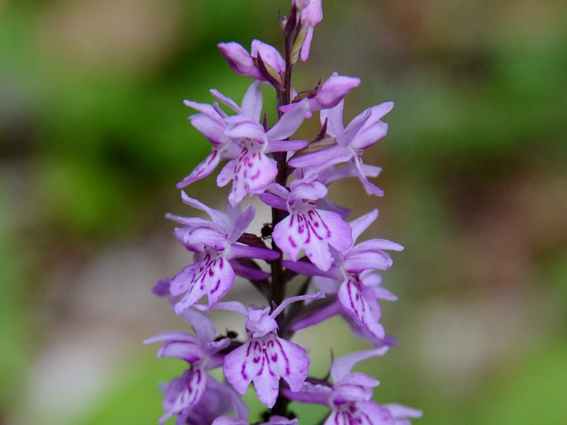 Dactylorhiza fuchsii